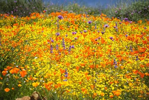 Wildflower Field